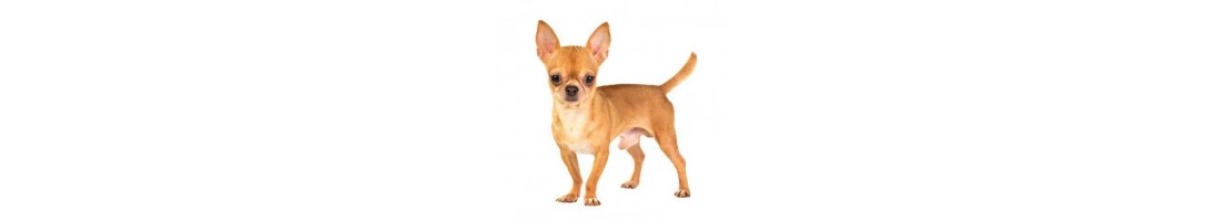 Chihuahua mangimi e crocchette per il tuo cane