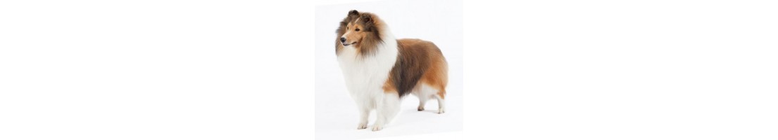 Collie mangimi e crocchette per il tuo cane