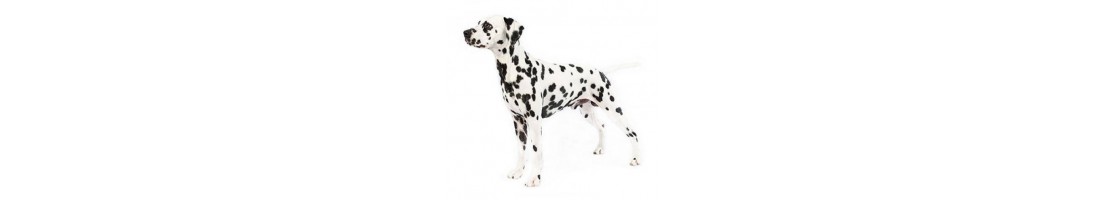 Dalmata mangimi e crocchette per il tuo cane