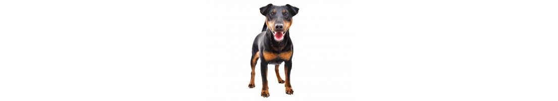 Deutscher Jagdterrier mangimi e crocchette per il tuo cane