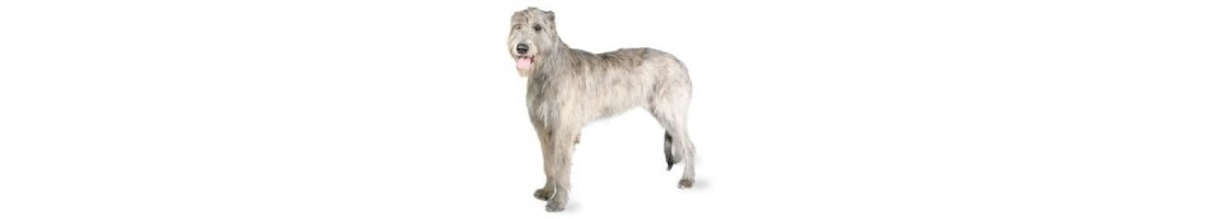 Irish wolfhound mangimi e crocchette per il tuo cane