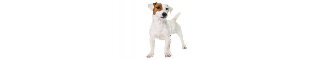 Jack russel terrier mangimi e crocchette per il tuo cane