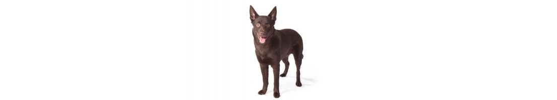 Kelpie mangimi e crocchette per il tuo cane