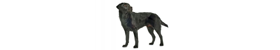 Labrador retriever mangimi e crocchette per il tuo cane