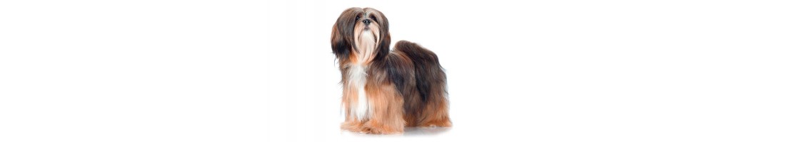 Lhasa apso mangimi e crocchette per il suo cane