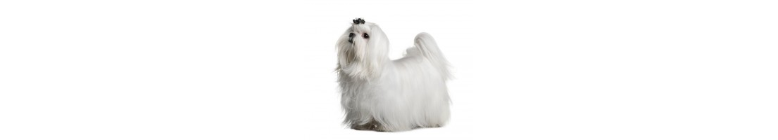 Maltese mangimi e crocchette per il tuo cane