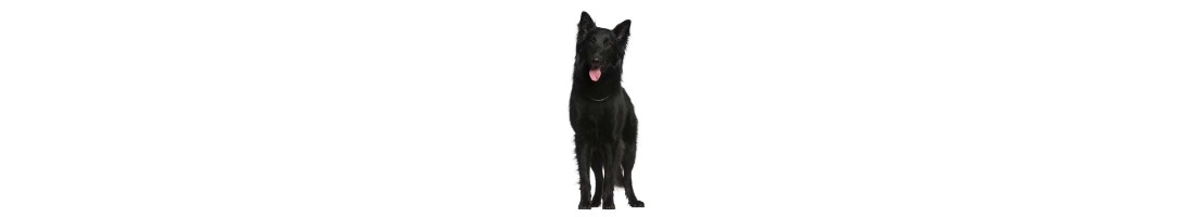 Pastore belga mangimi e crocchette per il tuo cane