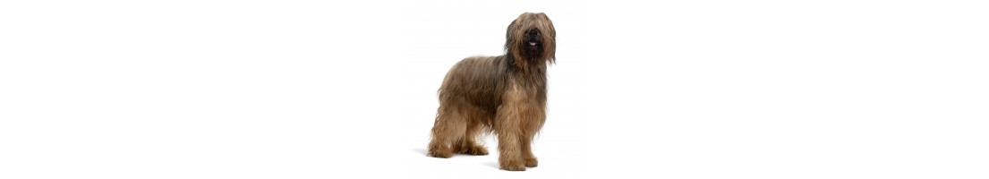 Pastore della brie mangimi e crocchette per il tuo cane