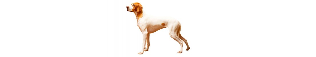 Pointer mangimi e crocchette per il tuo cane