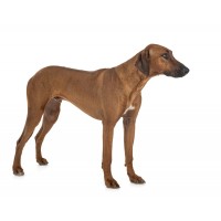 Rhodesian Ridgeback