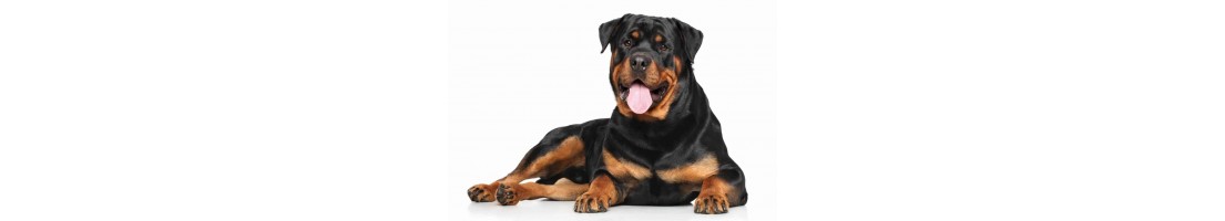 Rottweiler mangimi e crocchette per il tuo cane