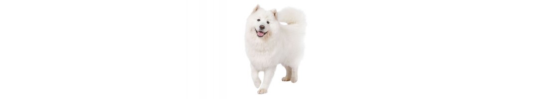 Samoiedo mangimi e crocchette per il tuo cane