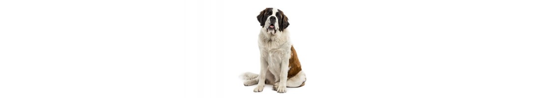 San bernardo mangimi e crocchette per il tuo cane