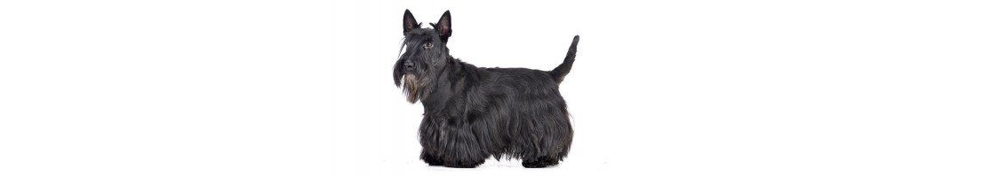 Scottish terrier mangimi e crocchette per il tuo cane