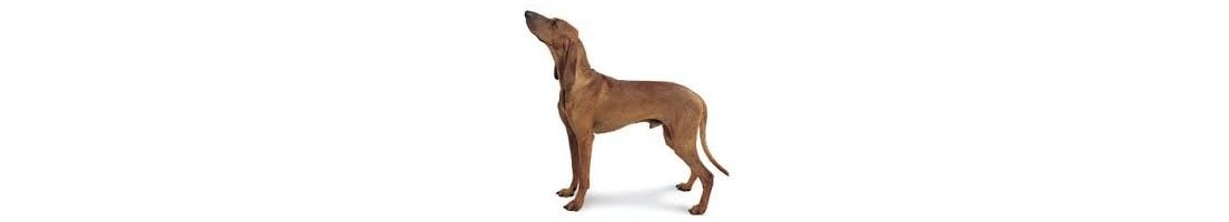 Segugio italiano mangimi e crocchette per il tuo cane