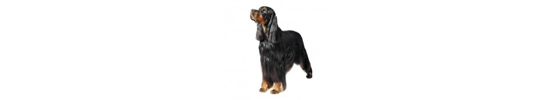 Setter  gordon mangimi e crocchette per il tuo cane