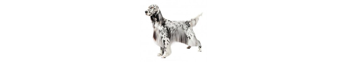 Setter inglese mangimi e crocchette per il tuo cane