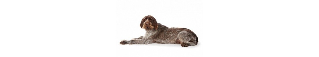Spinone italiano mangimi e crocchette per il tuo cane