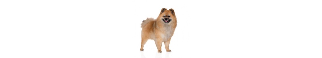 Spitz tedesco mangimi e crocchette per il tuo cane
