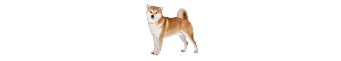 Akita Inu Akita Americano