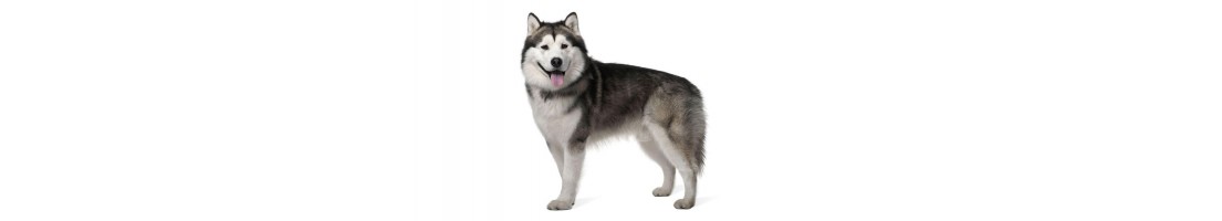 Alaskan Malamute mangimi e crocchette per il tuo cane