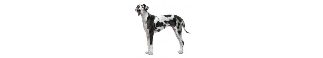 Alano mangimi e crocchette per il tuo cane