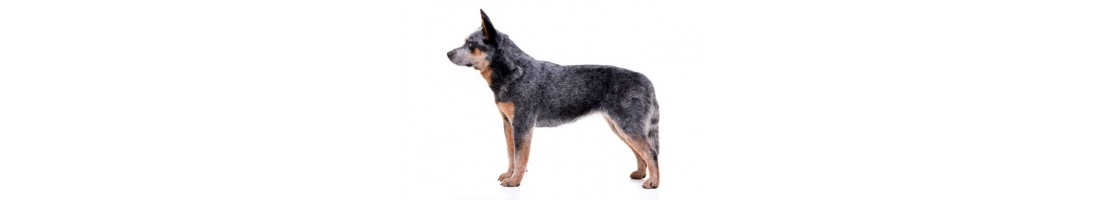 Australian Cattledog mangimi e crocchette per il tuo cane