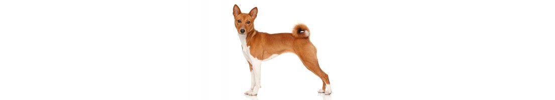 Basenji mangimi e crocchette per il tuo cane