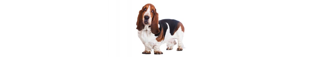 Basset Hound mangimi e crocchette per il tuo cane