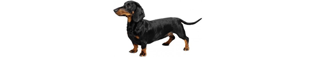 Bassotto tedesco mangimi e crocchette per il tuo cane