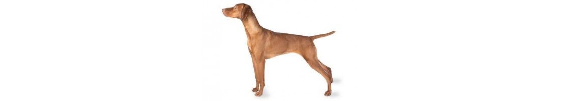 Bracco ungherese mangimi e crocchette per il tuo cane